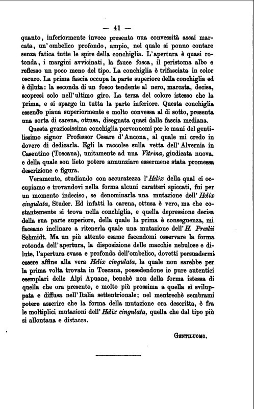 Prova tabella per Chilostoma cingulatum